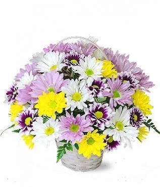 Fleabane Daisy Flower Seeds - Dainty Daisy, Aspen Daisy, Showy Daisy, —  Seed Nerds